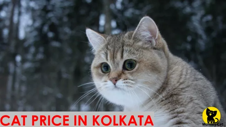 cat price in kolkata