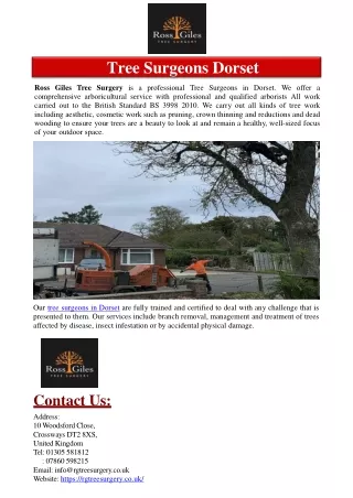 Tree Surgeons Dorset