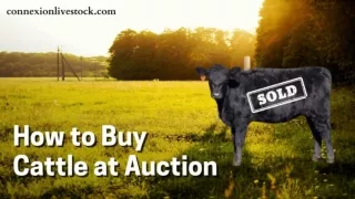 Cattle for Sale - How to Buy Cattle at Auction