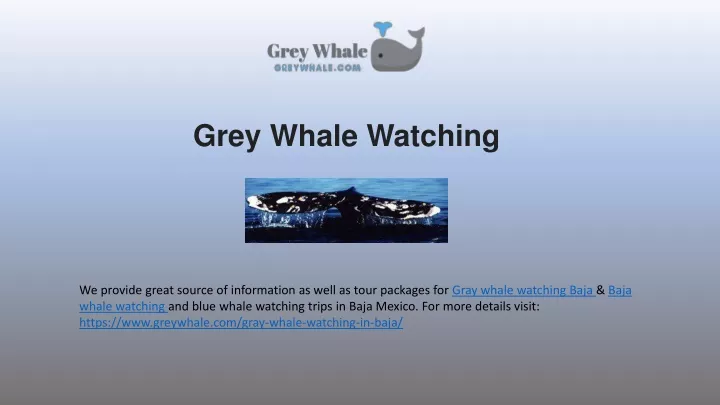 grey w hale watching