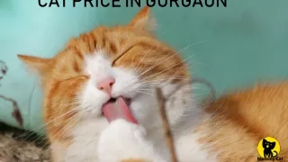 cat price in gurgaun