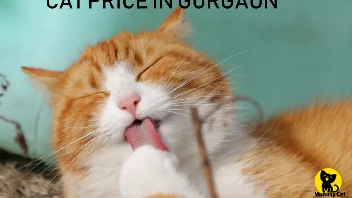 cat price in gurgaun