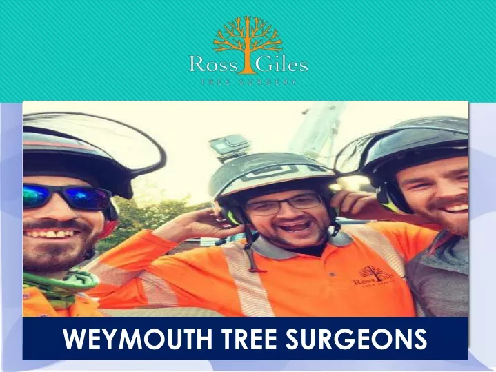 weymouth tree surgeons