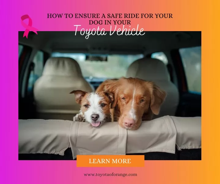 how to ensure a safe ride for your dog in your