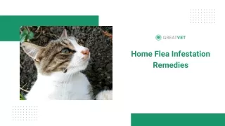 home flea infestation remedies