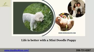 Mini Bernadoodle Puppies for Sale- Doodles 4love