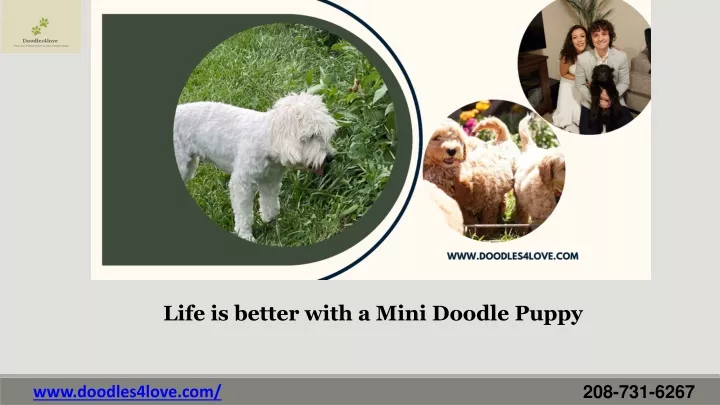 life is better with a mini doodle puppy