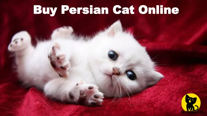 buy persian cat online