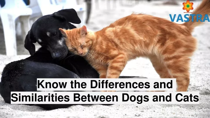know the differences and similarities between dogs and cats