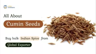 All About Cumin Seeds - Buy bulk Indian Spice from global Exporter - Vyom Overseas