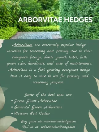 Arborvitae Hedges that Save You From Nosy Neighbors