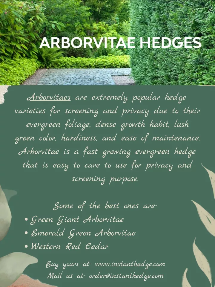 are extremely popular hedge varieties