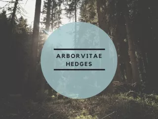 arborvitae hedges