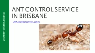a n t c o n t r o l s e r v i c e in brisbane www zoompestcontrol com au