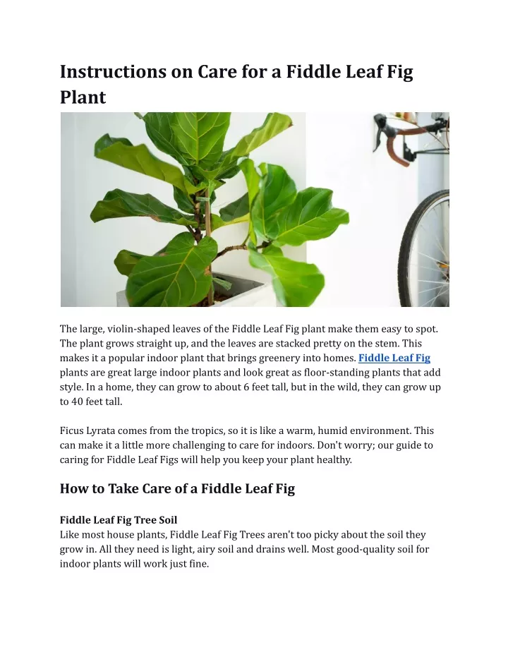 instructions on care for a fiddle leaf fig plant