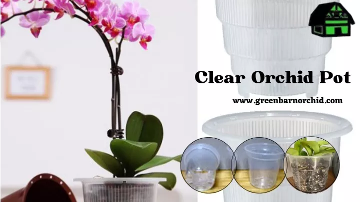 clear orchid pot