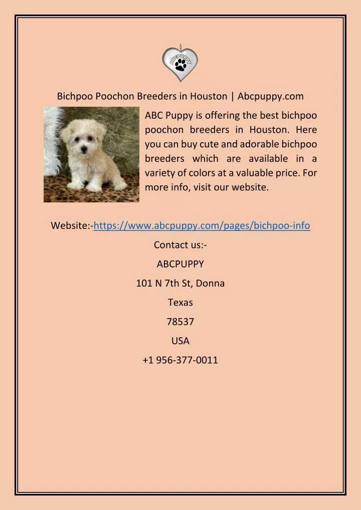 bichpoo poochon breeders in houston abcpuppy com