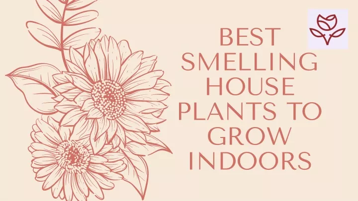 best smelling house plants to grow indoors