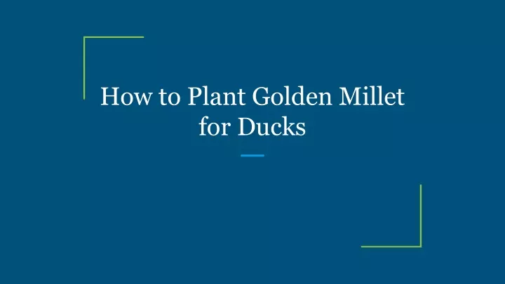 how to plant golden millet for ducks