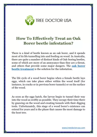 how to effectively treat an oak borer beetle