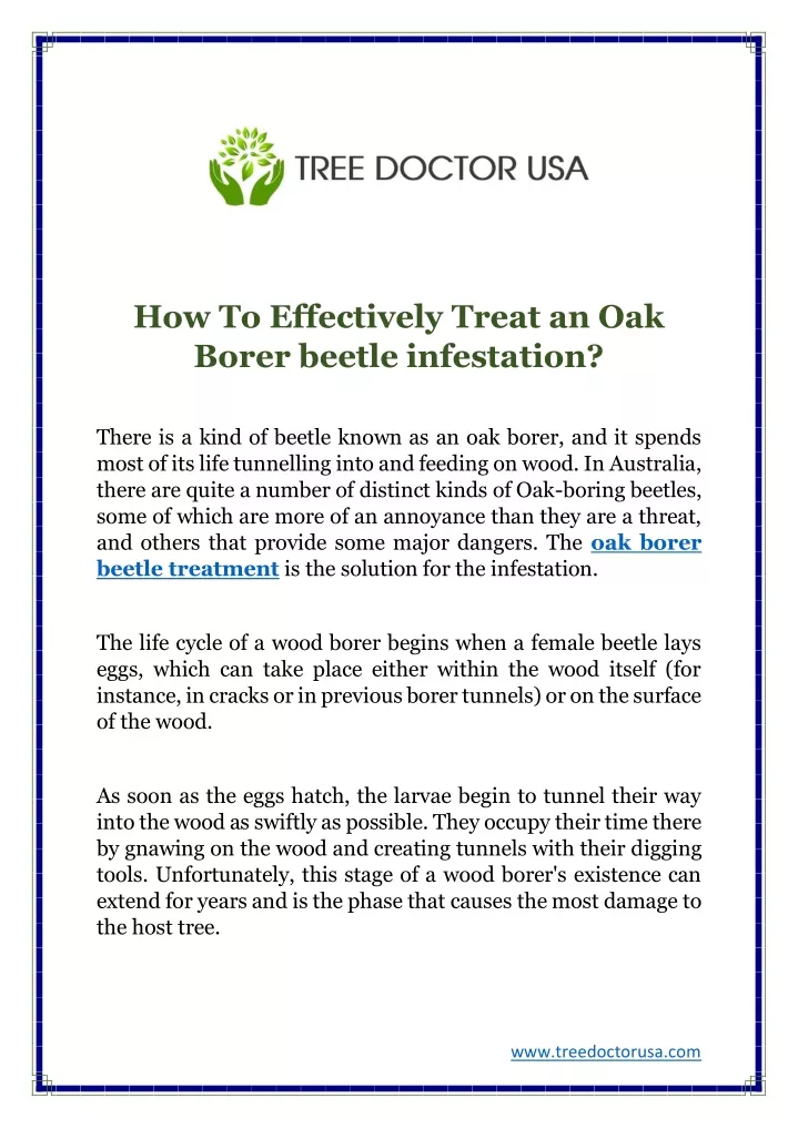 how to effectively treat an oak borer beetle