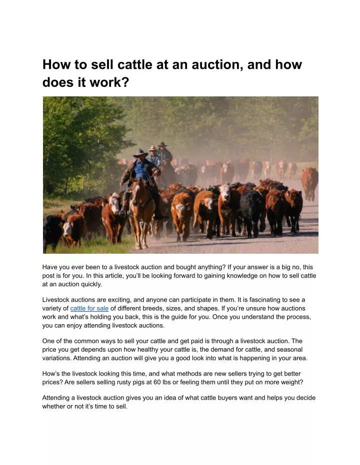 how to sell cattle at an auction and how does