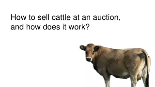 How to sell cattle at an auction, and how does it work
