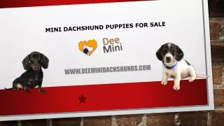 Mini Dachshund Puppies for Sale