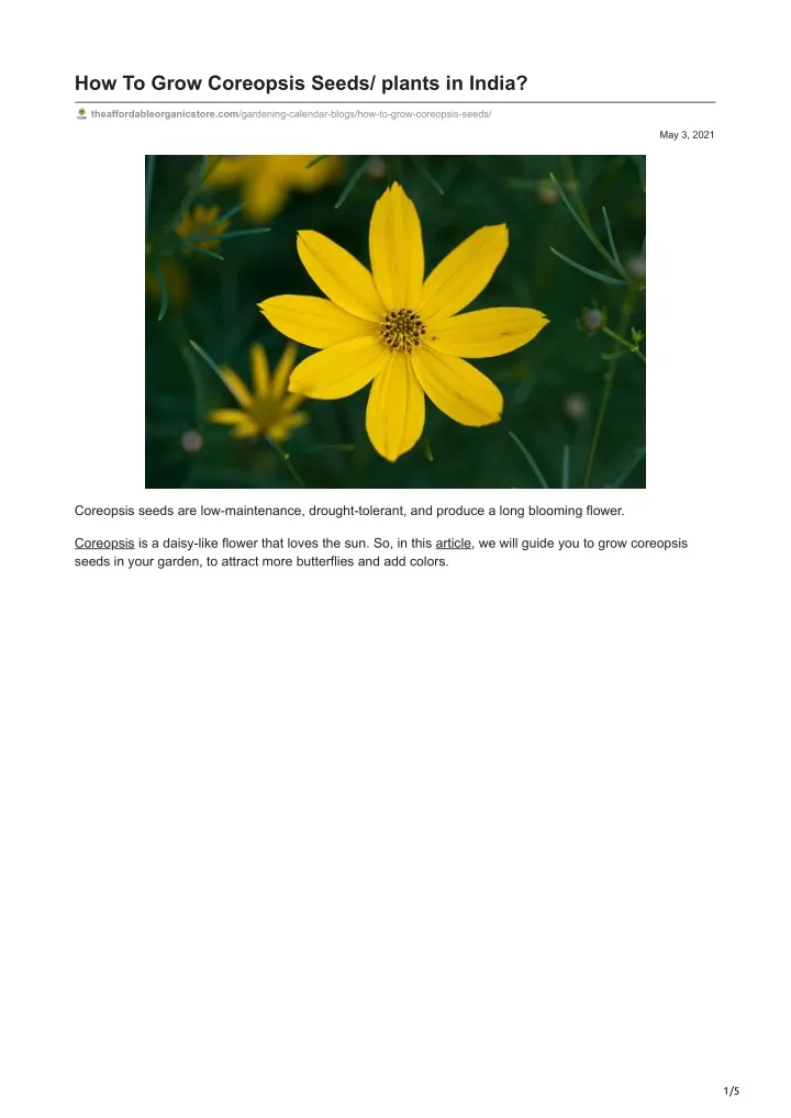 how to grow coreopsis seeds plants in india