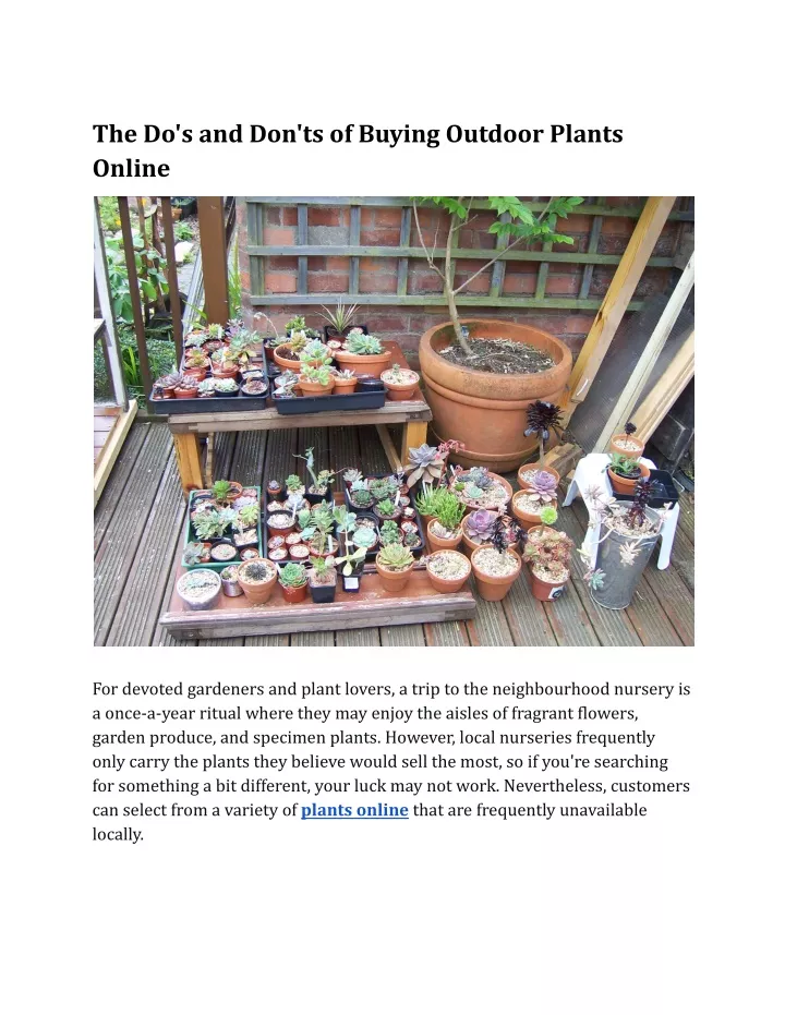 the do s and don ts of buying outdoor plants