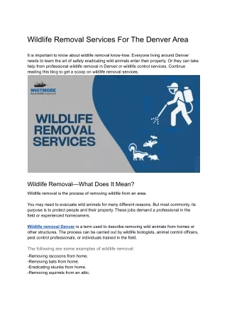 Wildlife Removal Services For The Denver Area