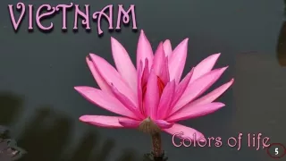 colors of life