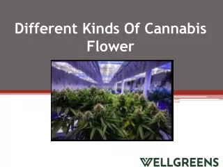 Different Kinds Of Cannabis Flower