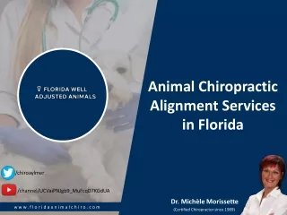 Animal Chiropractic Alignment Services in Florida