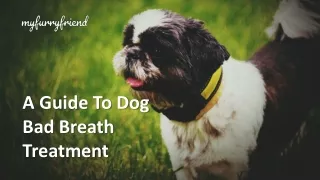 A Guide To Dog Bad Breath Treatment