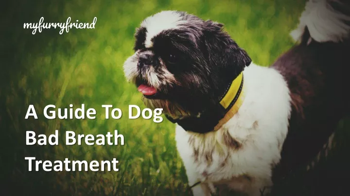 a guide to dog bad breath treatment