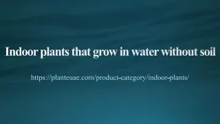 Indoor plants that grow in water without soil