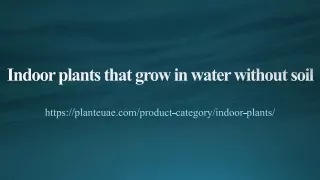 Indoor plants that grow in water without soil