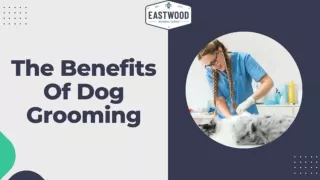 The Benefits Of Dog Grooming