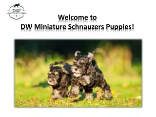 Black and Silver Miniature Schnauzers for Sale