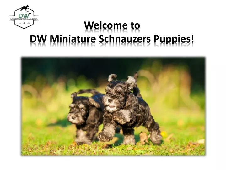 welcome to dw miniature schnauzers puppies