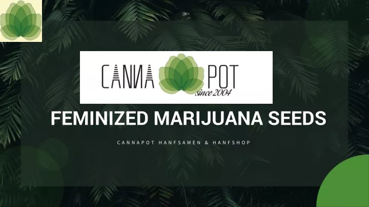 feminized marijuana seeds