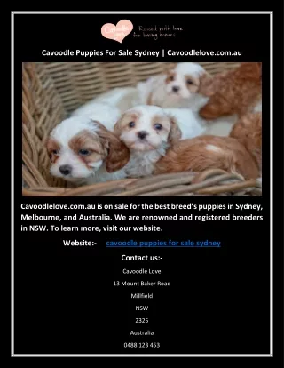 Cavoodle Puppies For Sale Sydney | Cavoodlelove.com.au