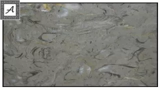 The Best Quality of Arabescato Marble Is Here at Amso International