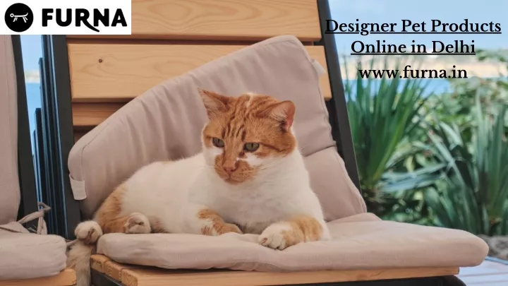 designer pet products online in delhi www furna in
