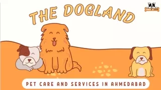A-Z Dog Services and Essentials at the Dog Land