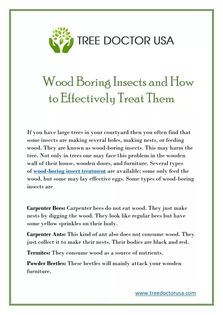 wood boring insects and how to effectively treat