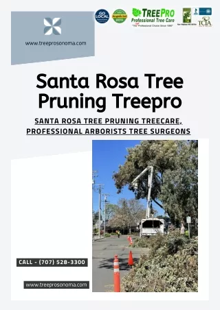 Santa Rosa Tree Pruning Treepro
