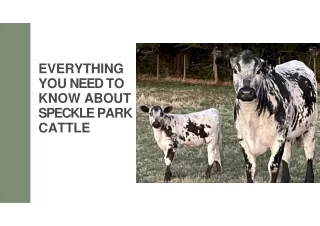 Everything You Need to Know About Speckle Park Cattle