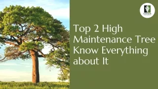 Top 2 High Maintenance Tree – Know Everything about It
